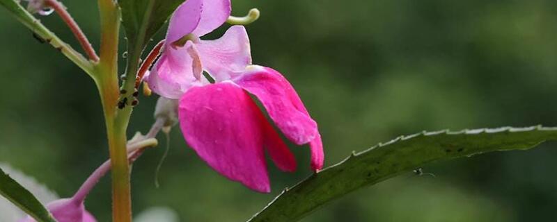 凤仙花的生长需要哪些条件（凤仙花的生长需要哪些条件和条件）