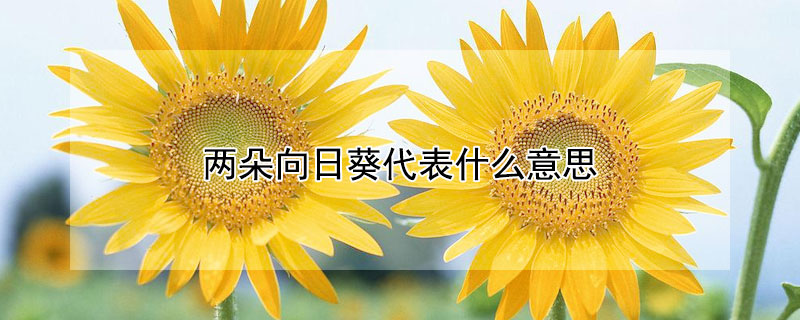 两朵向日葵代表什么意思 三朵向日葵代表什么意思