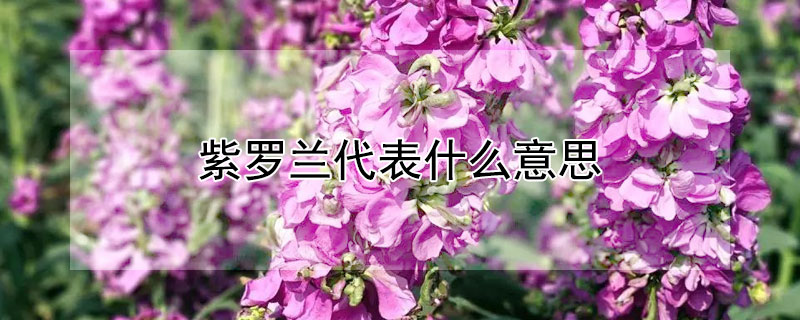 紫罗兰代表什么意思 紫罗兰代表怎样的女人