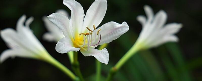 小苍兰的种植方法（小苍兰的种植方法和注意事项）
