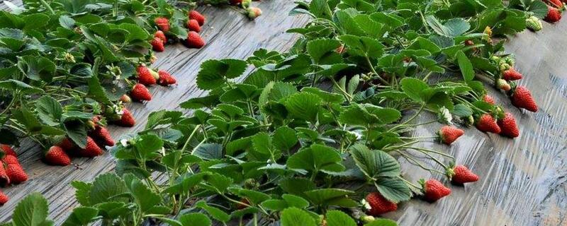 草莓匍匐茎什么时候剪（草莓匍匐茎什么时候剪离母珠）