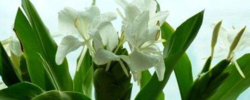 姜花怎么水养 姜花怎么水养才好