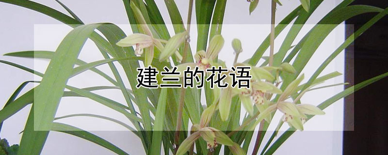 建兰的花语（建兰的花语和寓意）