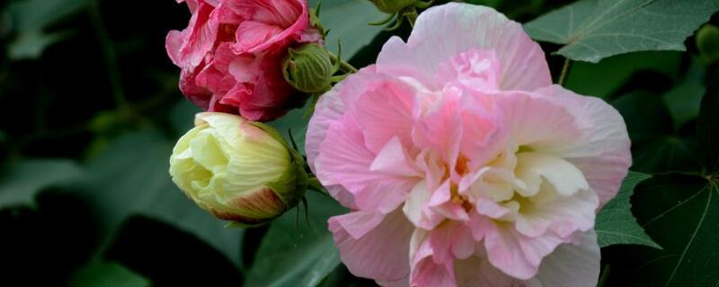 芙蓉花开完花怎么剪枝（芙蓉花开完花怎么剪枝图解）
