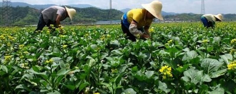 5月份种什么菜合适 5月份种什么菜合适卖