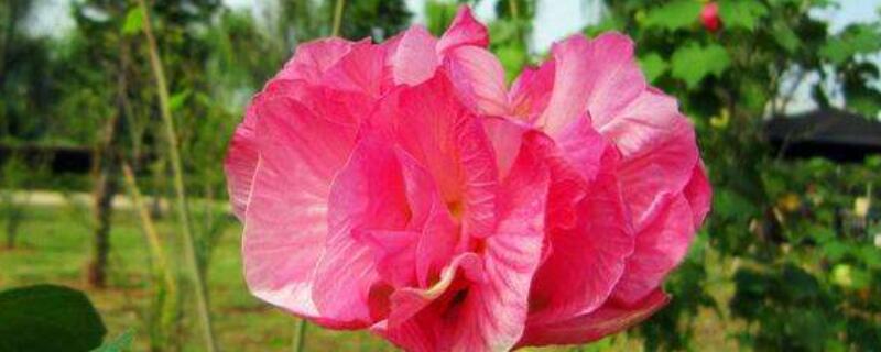 芙蓉花长得高咋剪枝（胶原羹怎么吃）