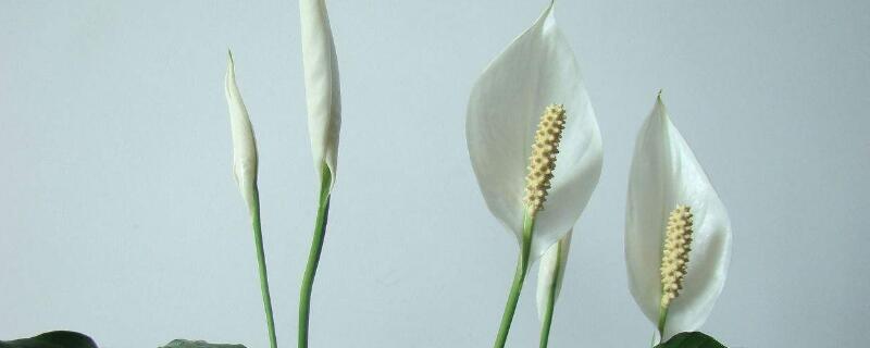 白鹤芋怎么浇水 白鹤芋浇水技巧