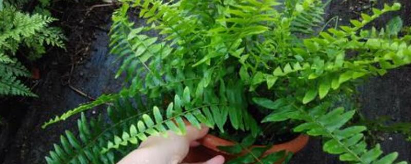 波斯顿蕨换盆方法 波斯顿蕨用什么花盆