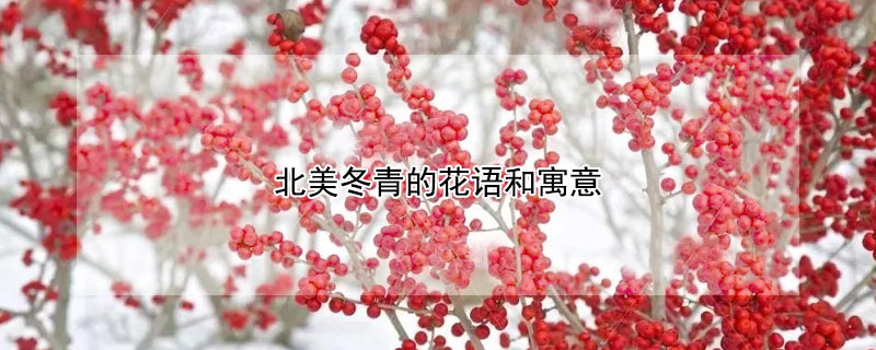 北美冬青的花语和寓意（北美冬青的花语和寓意图片）
