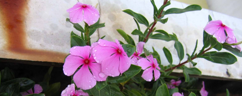 长春花怎么水培生根 长春花怎样水培生根