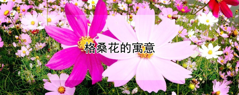 格桑花的寓意 格桑花的寓意和花语