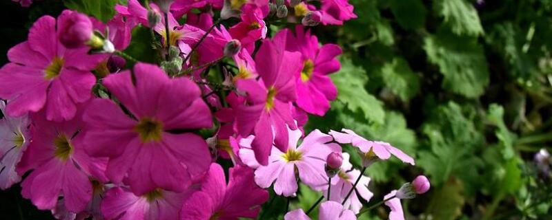 樱草花怎么养殖 樱草花怎么养殖方法
