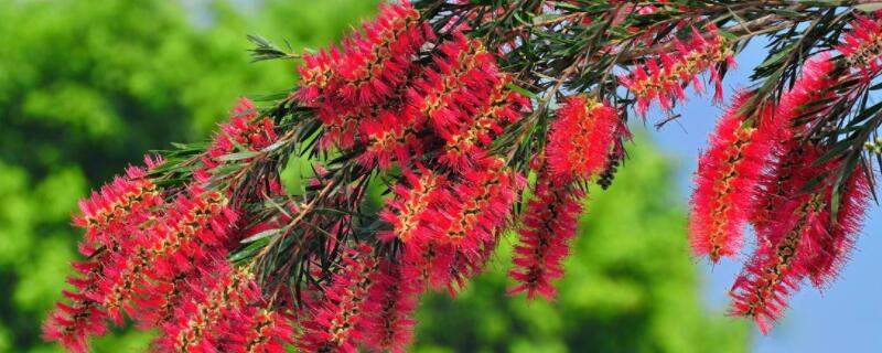 红千层种植和养护（红千层怎么养）