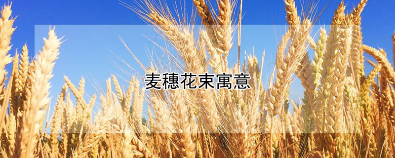 麦穗花束寓意 麦穗花束寓意什么意思
