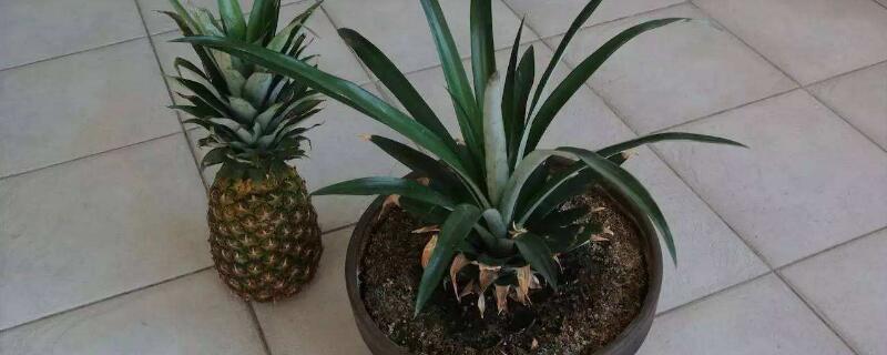 菠萝生根教程（菠萝生根教程）