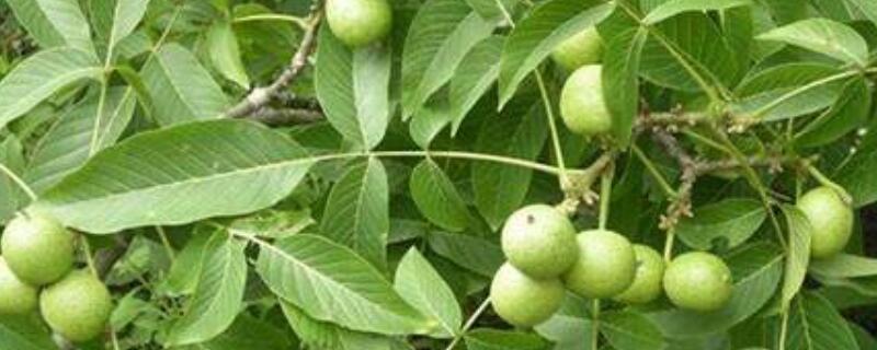 核桃树芽接的嫁接时间和方法（核桃树芽接的嫁接时间和方法图片）