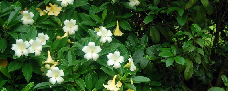 如何让非洲茉莉开花 怎样让非洲茉莉开花