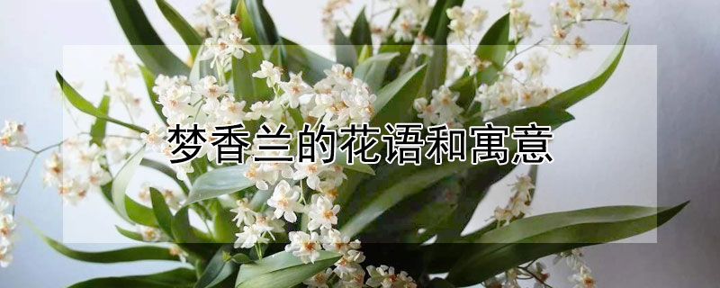梦香兰的花语和寓意（梦香兰有什么寓意）