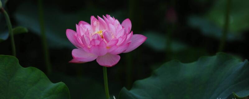 水芙蓉为什么变黄 水芙蓉发黑