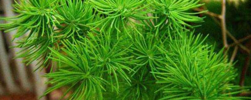 蓬莱松根太大怎么办 蓬莱松根茎