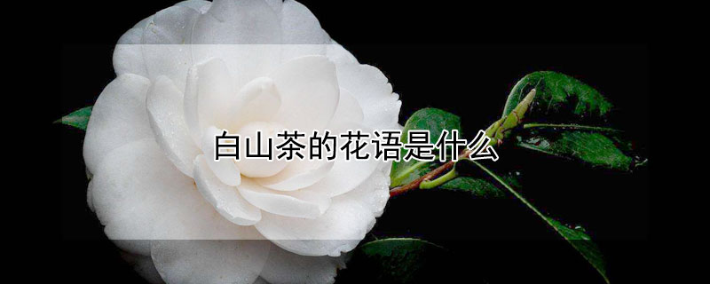 白山茶的花语是什么 白山茶的花语是什么意思 寓意