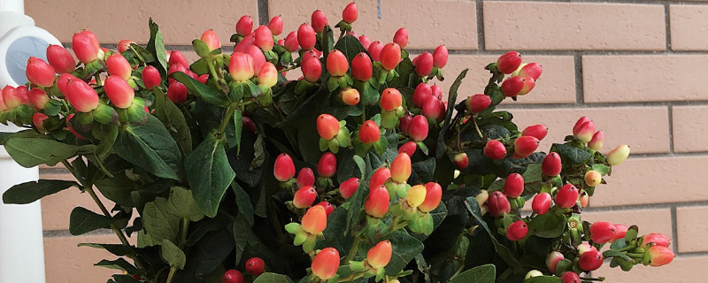 红豆鲜花怎么养 红豆鲜花怎么养活