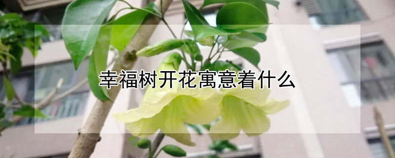 幸福树开花寓意着什么（办公室幸福树开花寓意着什么）