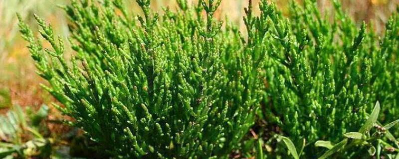 耐盐植物特性（耐盐植物特性是什么）