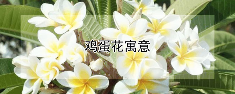 鸡蛋花寓意（鸡蛋花寓意诗句）