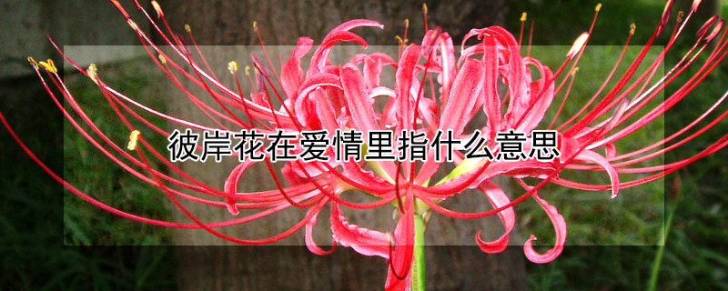 彼岸花在爱情里指什么意思 彼岸花的爱情花语