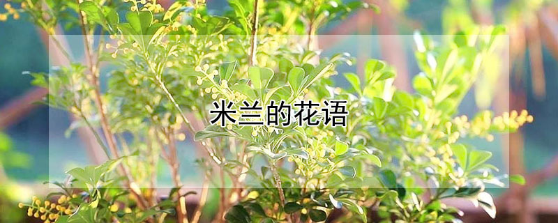 米兰的花语（米兰花的花语）