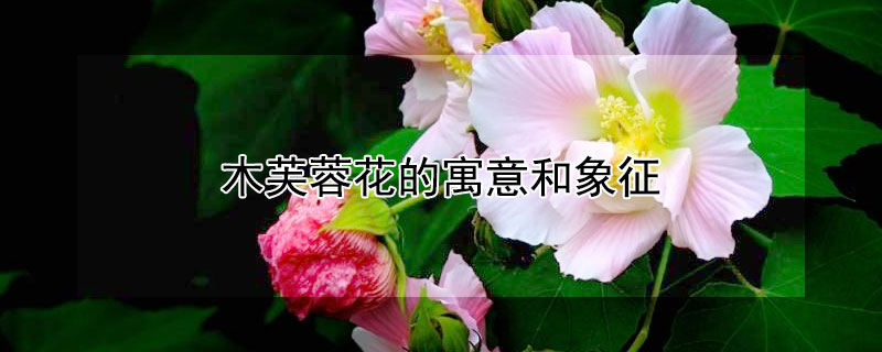 木芙蓉花的寓意和象征 木芙蓉花的寓意和象征意义