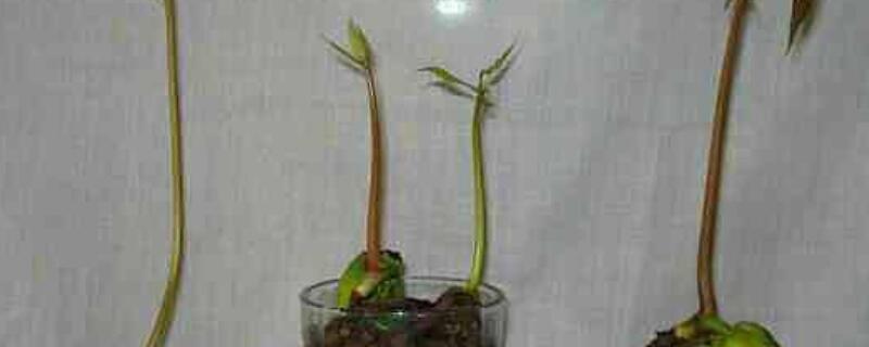 芒果发芽是什么样子（芒果发芽是什么样子的图片）
