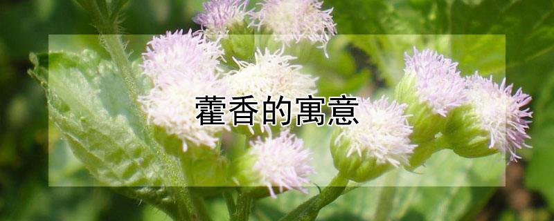 藿香的寓意（藿香的寓意和象征）