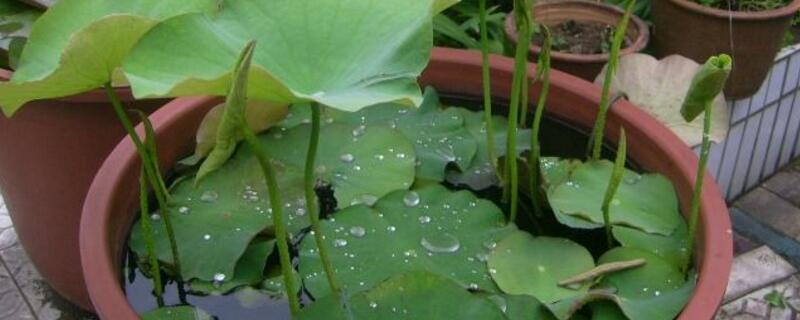 水缸种莲藕什么时候种（水缸种莲藕什么时候种植）