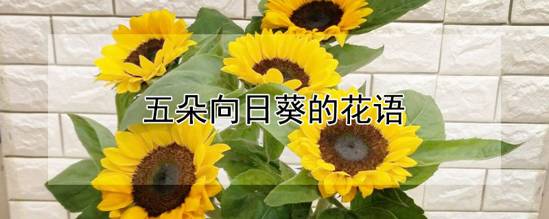 五朵向日葵的花语（五朵向日葵的花语是什么意思）
