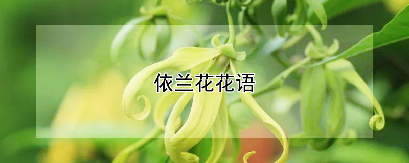 依兰花花语 依兰花花语是什么