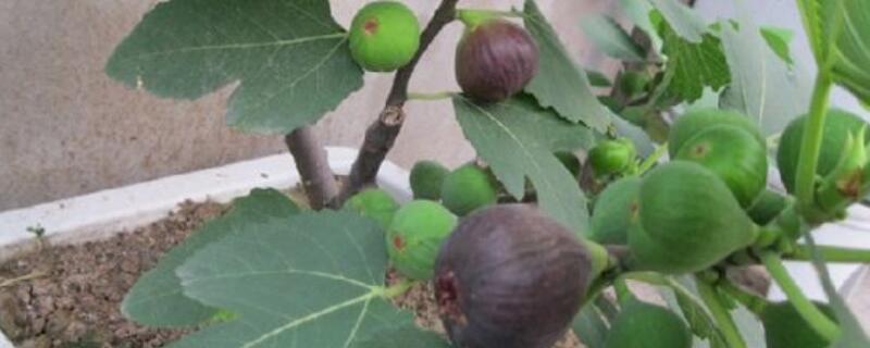 无花果叶子下垂耷拉（无花果叶子下垂怎么办）