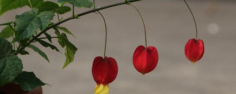 藤本灯笼花的种植方法 藤本灯笼花的种植方法图片