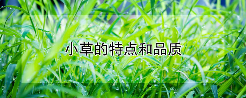 小草的特点和品质（小草的特点和品质作文）