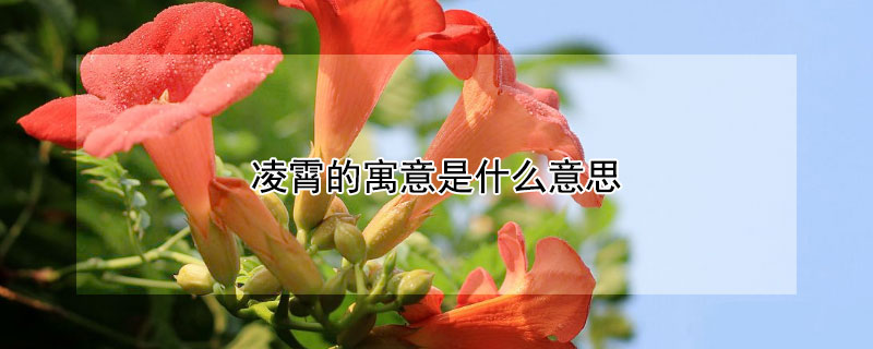 凌霄的寓意是什么意思 凌霄的寓意是什么意思呢