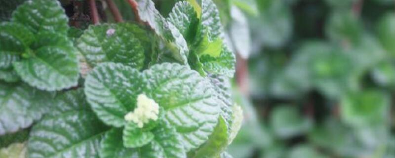 柠檬香蜂草怎么养 柠檬香蜂草怎么养护
