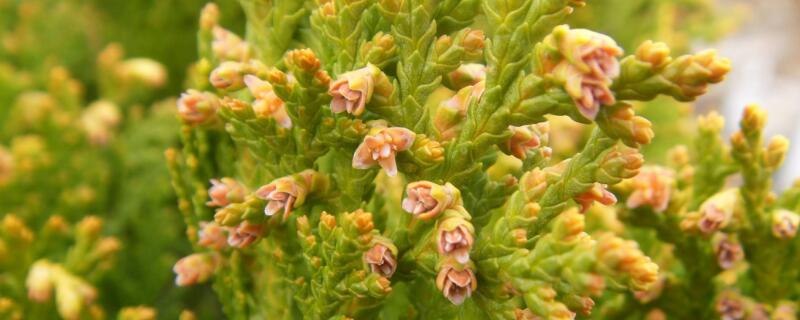 花灌木冬季移栽可以吗 冬季花灌木修剪的要点
