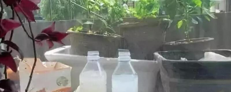 淘米水浇花需发酵多久 淘米水浇花需发酵多久,兑水的比例是多少?