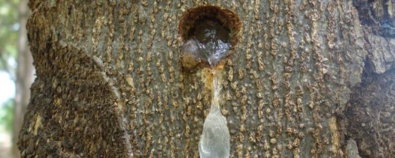树上掉的粘液怎么处理（树上掉粘液的是什么树）