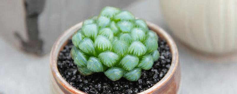 玉露的移植方法 玉露的移植方法视频
