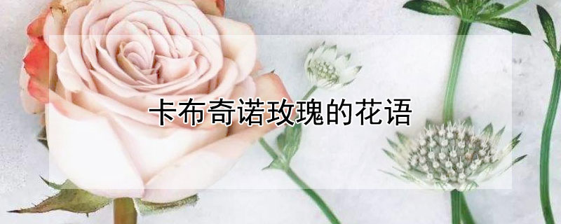 卡布奇诺玫瑰的花语 卡布奇诺玫瑰的花语是