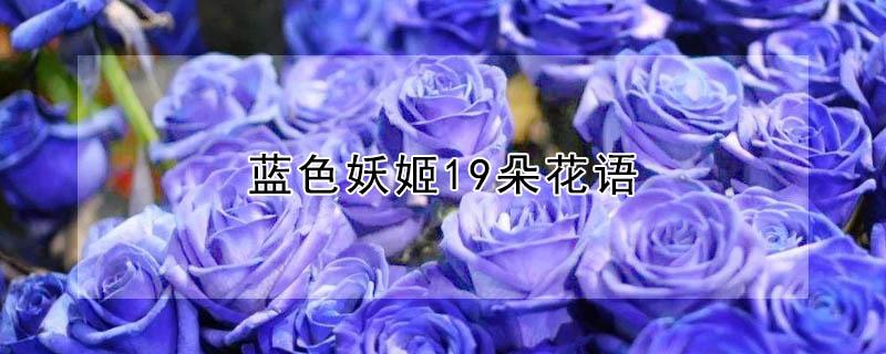 蓝色妖姬19朵花语 蓝色妖姬19朵花语是什么