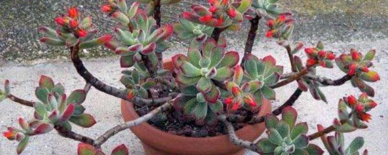 红兔耳多肉植物怎么养（红兔耳多肉植物好养吗）