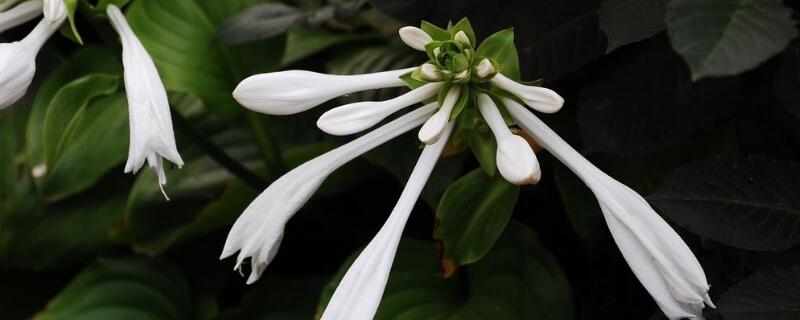 白玉簪花的养殖方法（玉簪花的风水寓意）